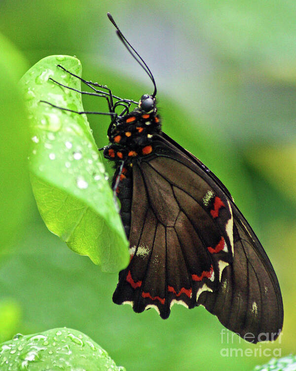 Butterfly Poster featuring the photograph Black Beauty by Tiffany Whisler