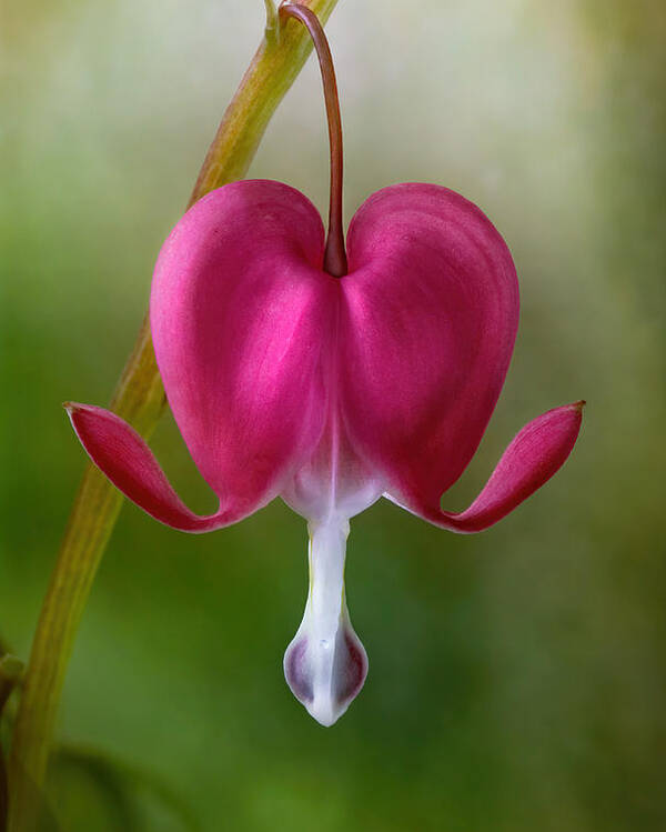 Dicentra Poster featuring the photograph Bleeding Heart by Mandy Disher