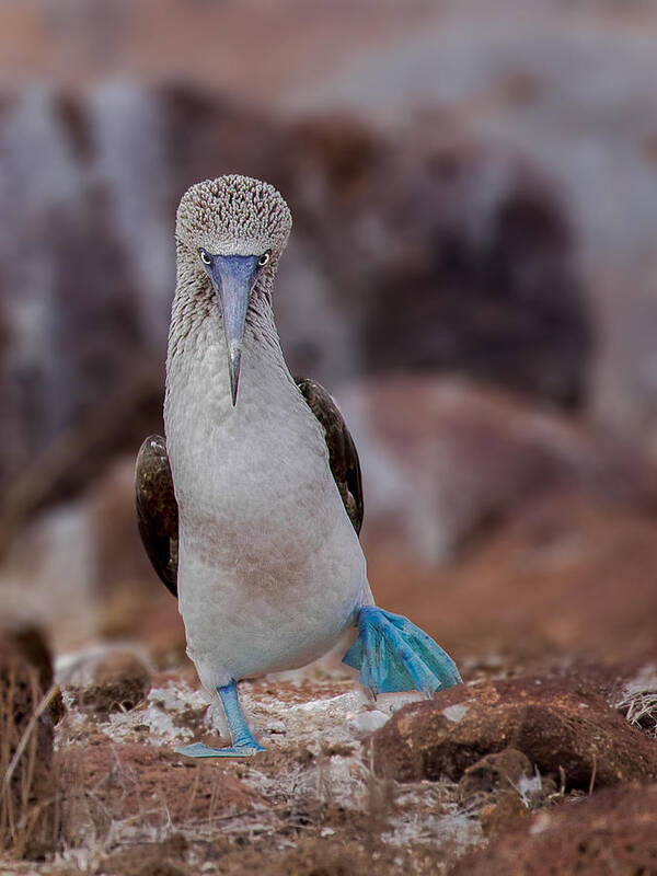 Blue-footed Poster featuring the photograph Blue-footed Booby by Siyu And Wei Photography