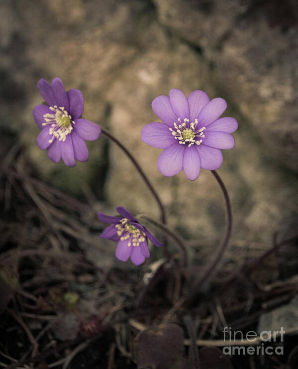 Common Poster featuring the photograph Blue violet anemone flower growing in a stone wall by Amanda Mohler