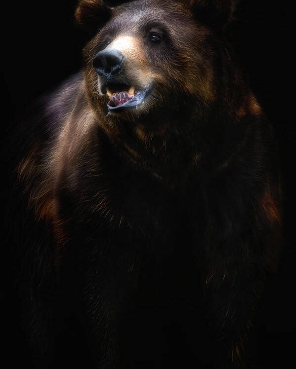 Bear Poster featuring the photograph Brown Bear Portrait by Santiago Pascual Buye