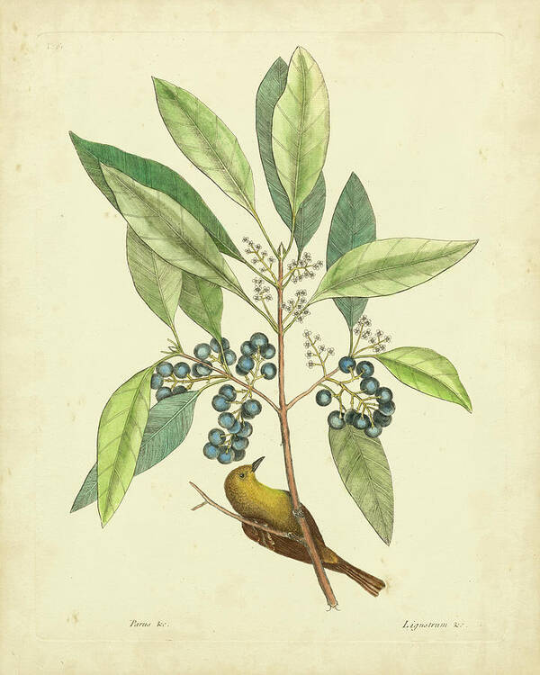 Animals Poster featuring the painting Catesby Bird & Botanical V by Mark Catesby