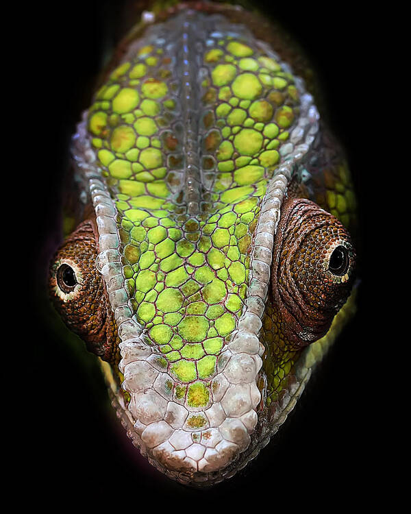 Lizard Poster featuring the photograph Chameleon's Head by Fauzan Maududdin