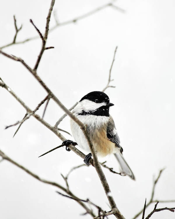 Chickadee Poster featuring the photograph Charming Winter Chickadee by Christina Rollo