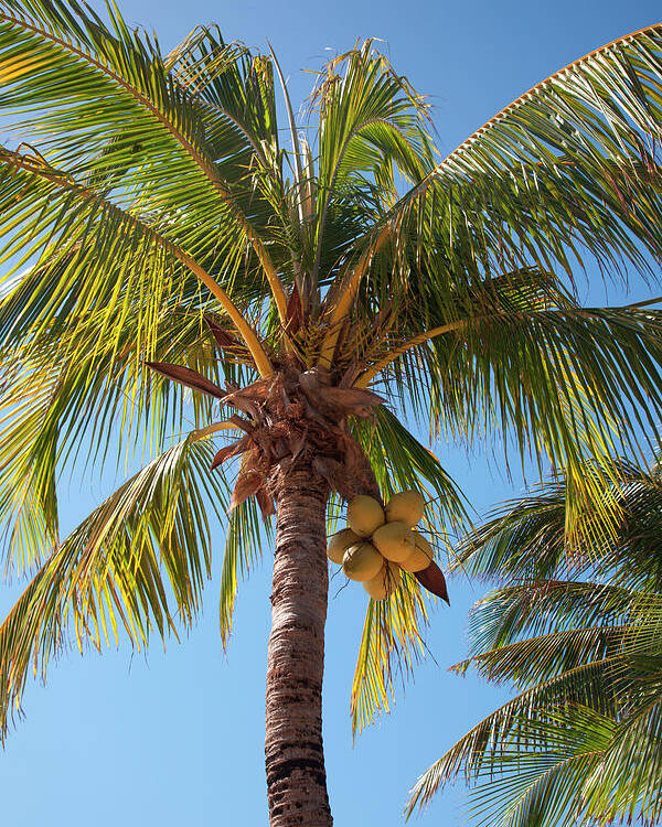 Coconut Tree Poster By Holger Leue