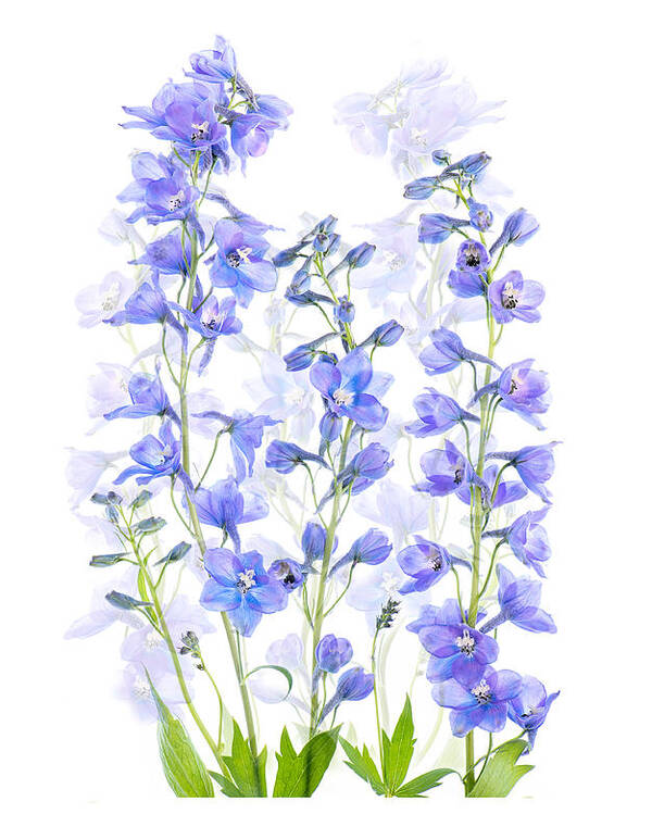 Flowers Poster featuring the photograph Delphinium by Jacky Parker