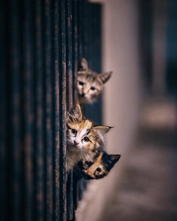 Cat Poster featuring the photograph Did Some One Meow..?! by Arash Shakoorzadeh Boloori