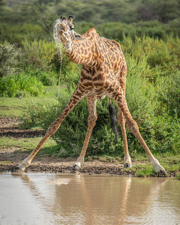 Giraffe Poster featuring the photograph Drinking With Anxiety by Jeffrey C. Sink