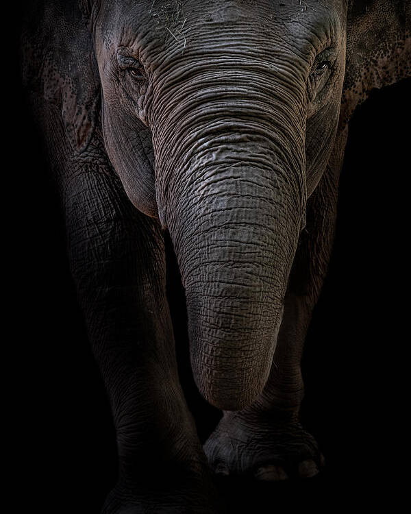 Elephant Poster featuring the photograph Dumbo by Branko Markovic