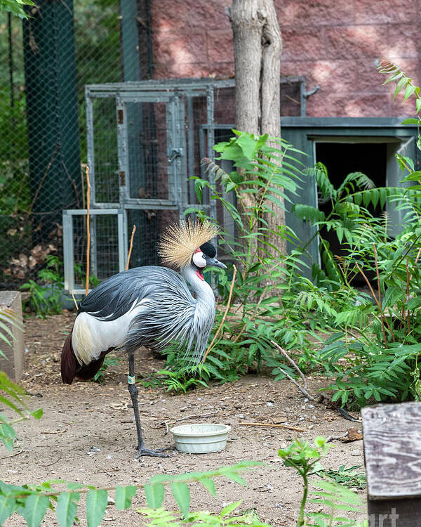 Crane Poster featuring the photograph East African Crowned Crane by Jim West/science Photo Library