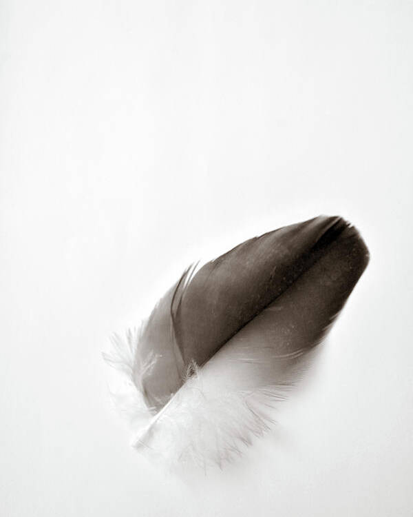 Feather Poster featuring the photograph Flightless by Michelle Wermuth