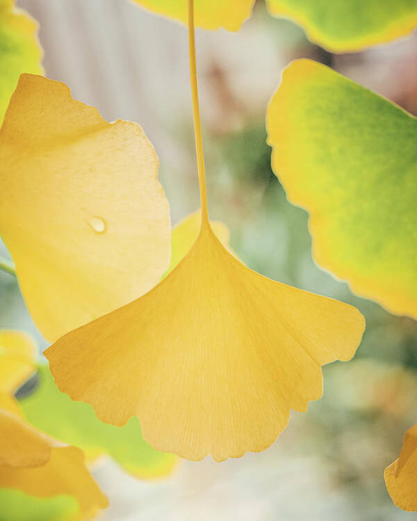 Ginkgo Poster featuring the photograph Ginkgo Symbol by Philippe Sainte-Laudy