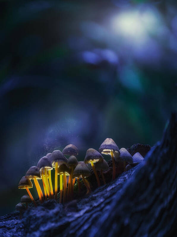 Mushrooms Poster featuring the photograph Glowing Mushrooms by Kirill Volkov