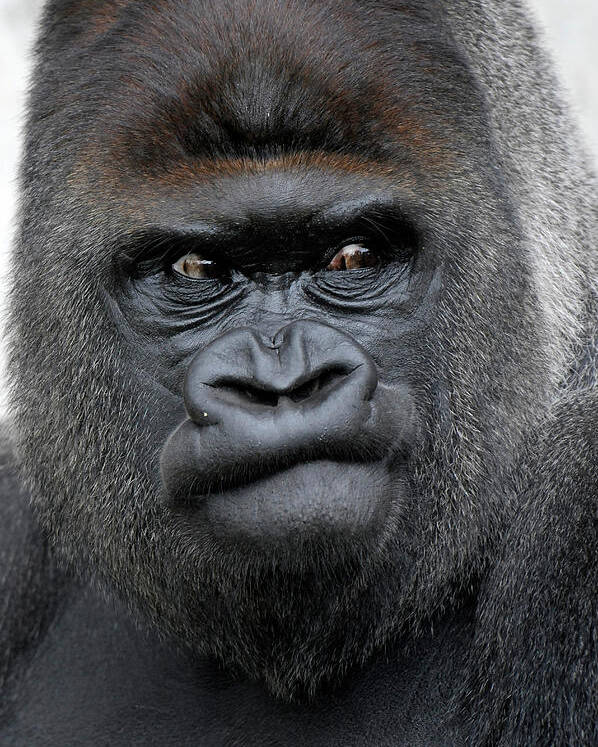 Gorilla Gorilla Poster by Ronald Wittek Photos.com