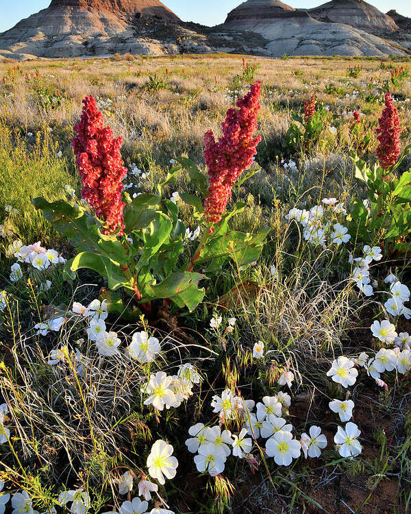 Ruby Mountain Poster featuring the photograph Grand Junction Wildflowers by Ray Mathis