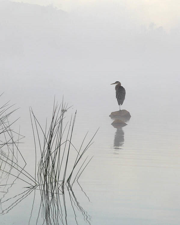 Usa Poster featuring the photograph Heron In The Morning Mist by Eric Zhang