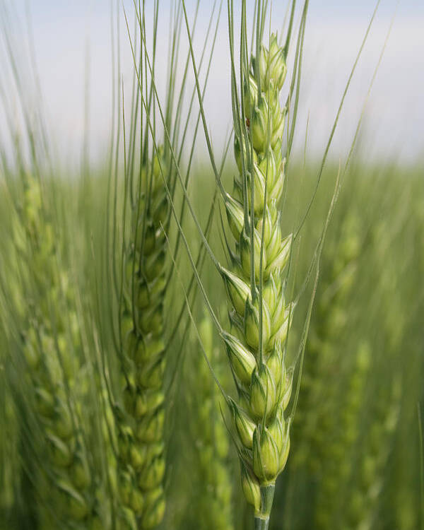 Intimate Bearded Wheat Poster featuring the photograph Intimate Bearded Wheat by Dylan Punke