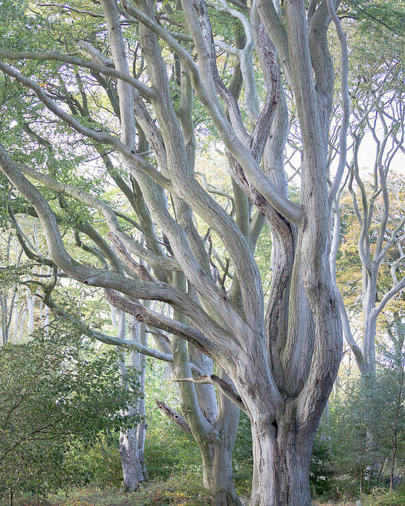Beech Tree Poster featuring the photograph Jenny's Tree by Anita Nicholson
