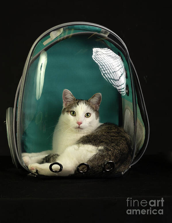 Cat Poster featuring the photograph Kitty in a Bubble by Susan Warren