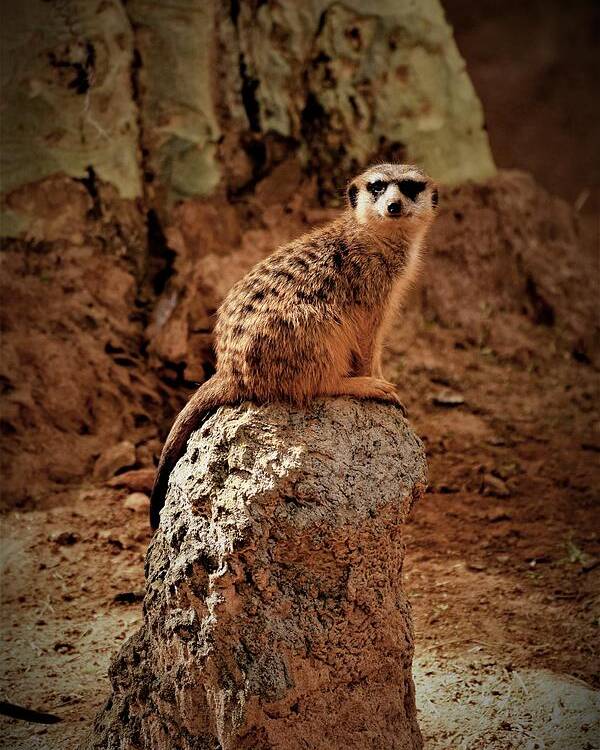 Meerkat Poster featuring the photograph Meerkat by Lucie Dumas