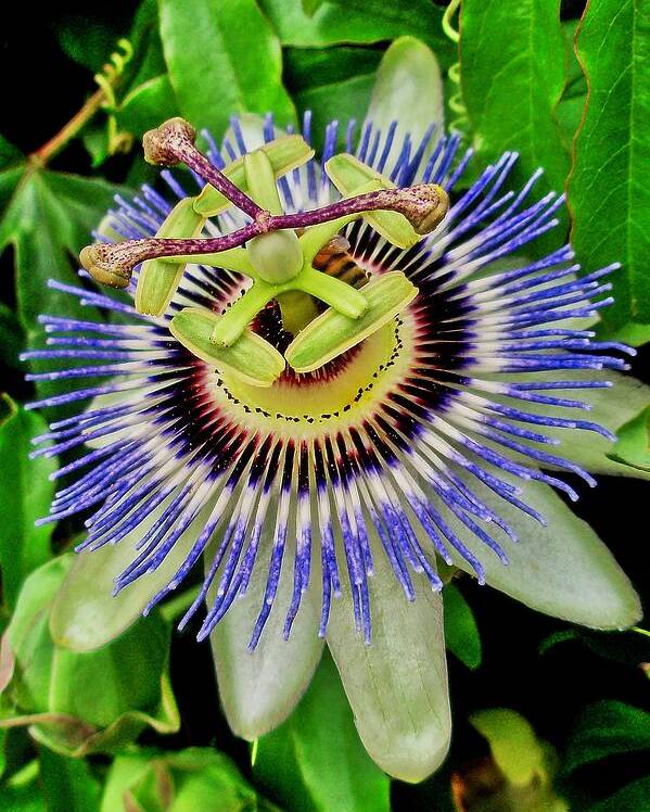 Passion Flower Poster featuring the photograph Passion Flower Bee Delight by Allen Nice-Webb