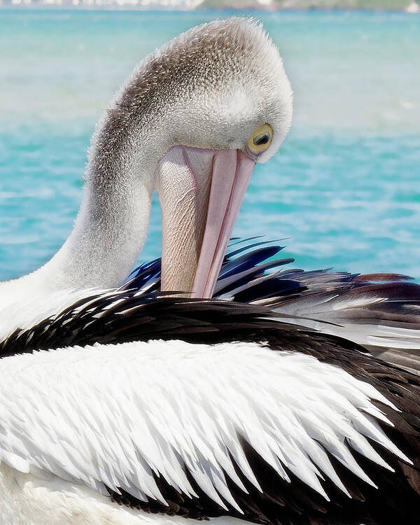 Pelicans Poster featuring the digital art Pelican beauty 99920 by Kevin Chippindall