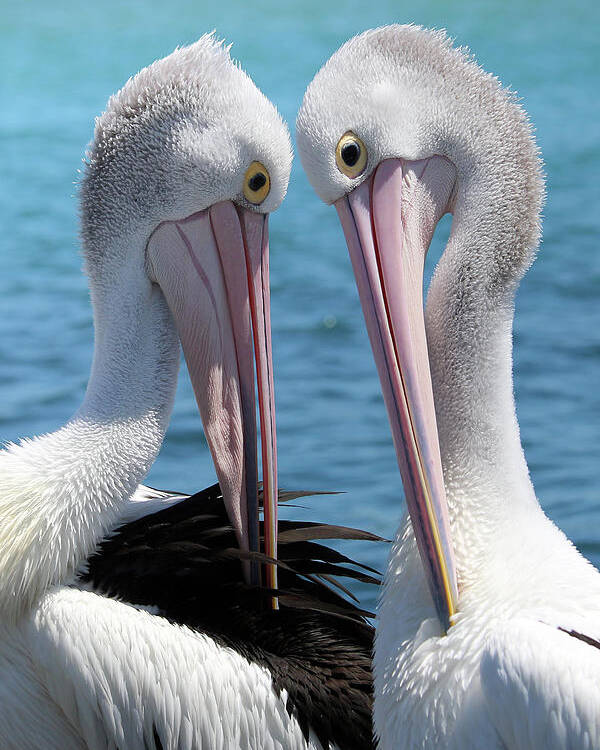Pelican Love Poster featuring the digital art Pelican love 06163 by Kevin Chippindall
