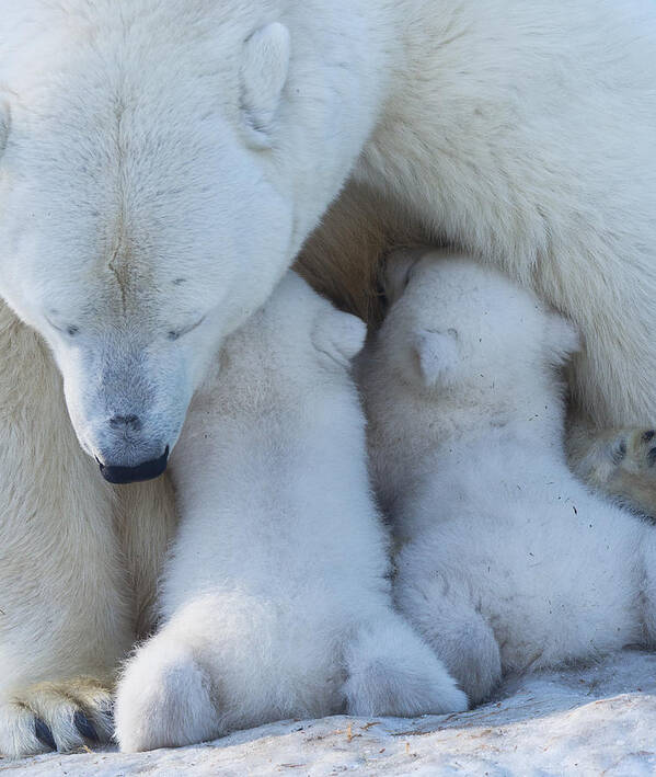 Animal Poster featuring the photograph Polar Bear Mom Feeding Twins Cub by Anton Belovodchenko