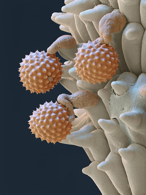 Ambrosia Poster featuring the photograph Pollen And Pollen Tubes, Sem by Oliver Meckes EYE OF SCIENCE