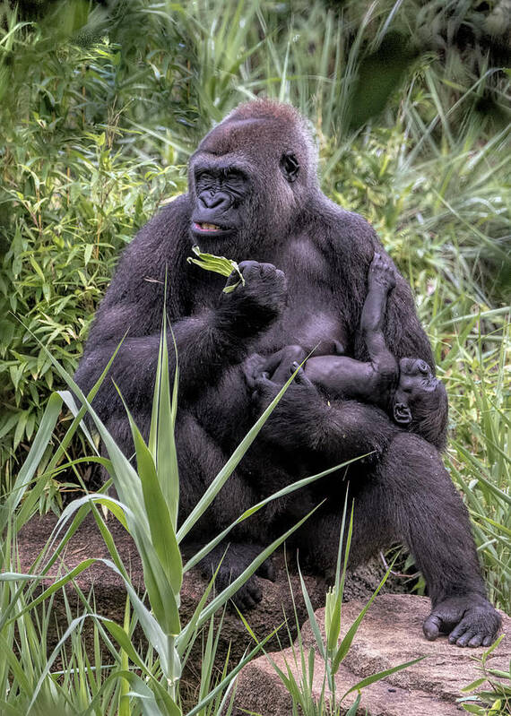 Mammals Poster featuring the photograph Proud Mama Silverback 6243 by Donald Brown