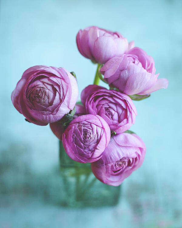 Flower Still Life Poster featuring the photograph Ranunculus One by Lupen Grainne