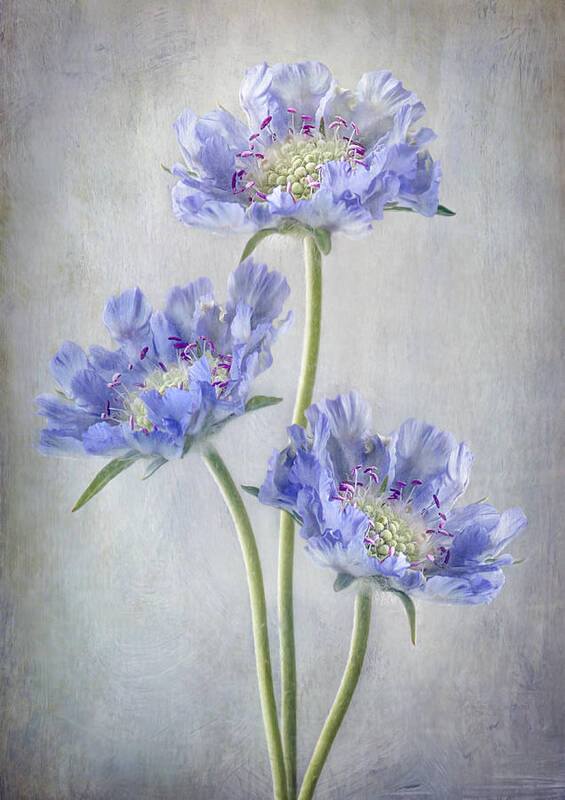 Scabiosa Poster featuring the photograph Scabiosa by Mandy Disher