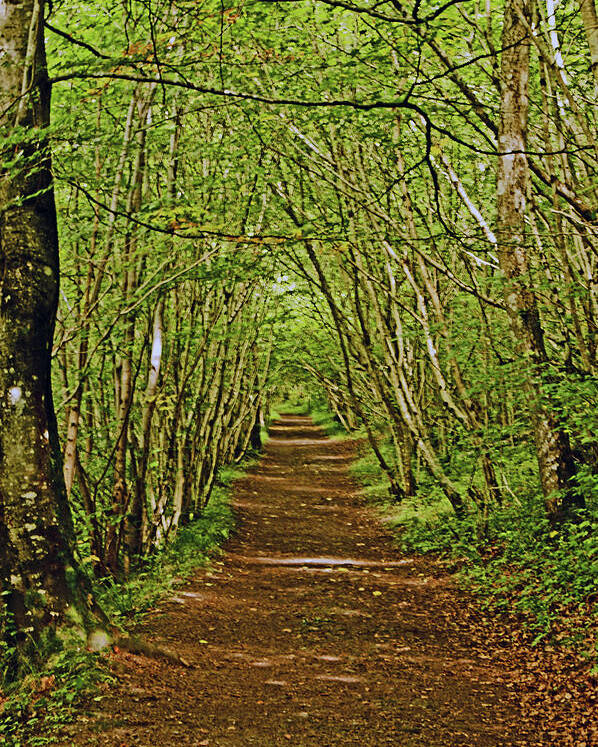 Scotland Poster featuring the photograph SCOTLAND. Killiecrankie. Path Through The Trees. by Lachlan Main