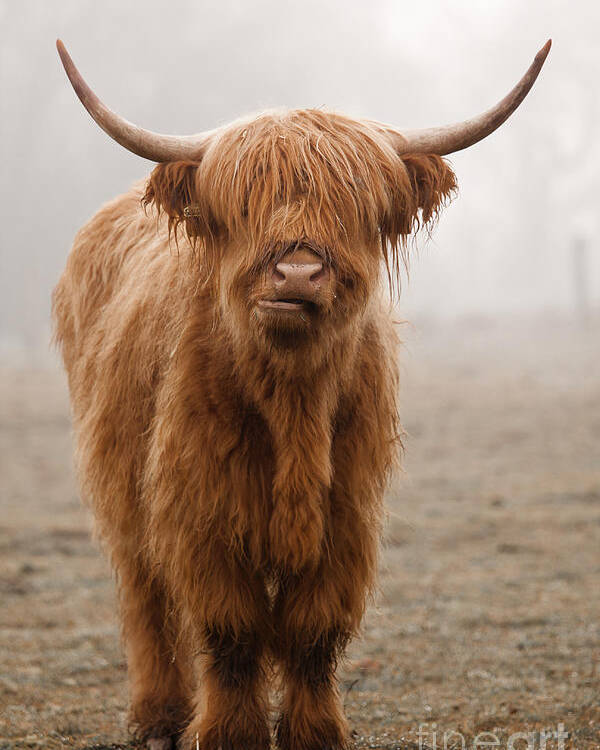 Dirty Poster featuring the photograph Scottish Highland Cow by Franz Peter Rudolf