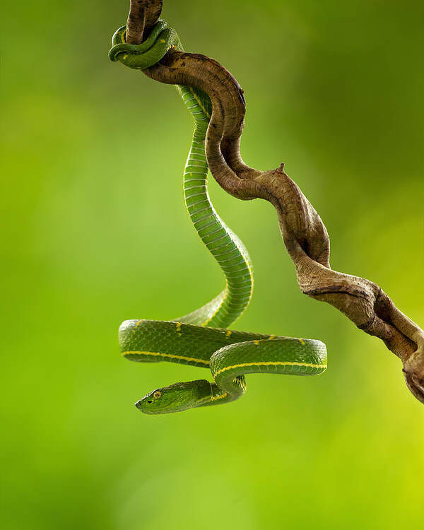 Snake Poster featuring the photograph Side-striped Palm Pitviper by Milan Zygmunt