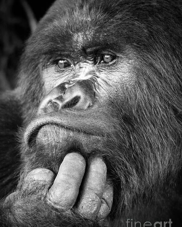 Silverback Poster by - Photos.com