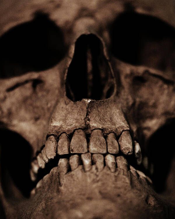 Skull Poster featuring the digital art Skull close up by Cambion Art
