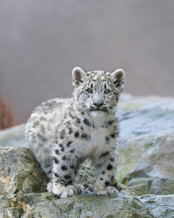 Suzi Eszterhas Poster featuring the photograph Snow Leopard Cub by Suzi Eszterhas
