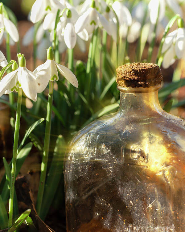 Snowdrops Poster featuring the photograph Snowdrop flowers and old glass jar with sunlight by Simon Bratt