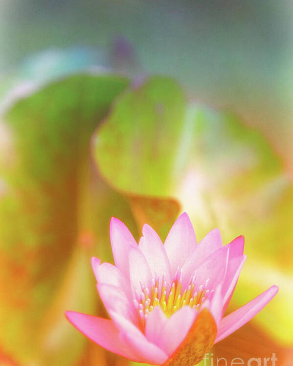 Pink Flower Poster featuring the photograph Soft and Light 4 by Becqi Sherman