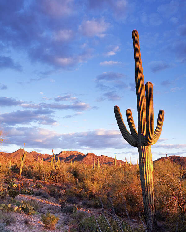 Image result for saguaro cactus