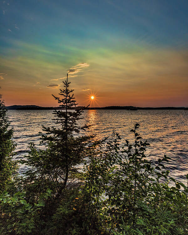 Dog Lake Poster featuring the photograph Sunset pine by Joe Holley