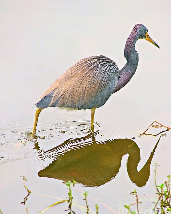 Tricolor Heron Poster featuring the photograph Tri-color Heron by Hilda Wagner