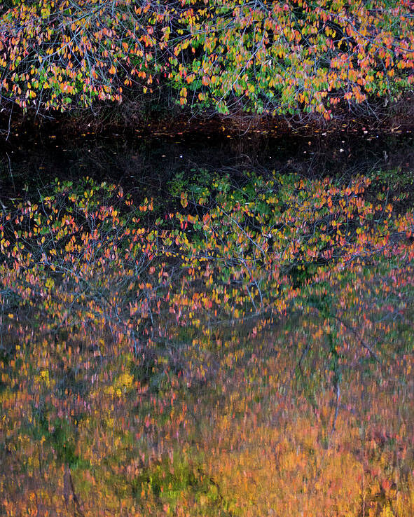 Wild Cherry Poster featuring the photograph Wild Cherry tree in the Fall, golden reflections on the river by Anita Nicholson