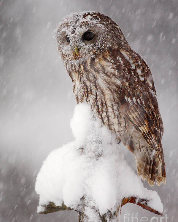 Magic Poster featuring the photograph Winter Wildlife Scene With Tawny Owl by Ondrej Prosicky