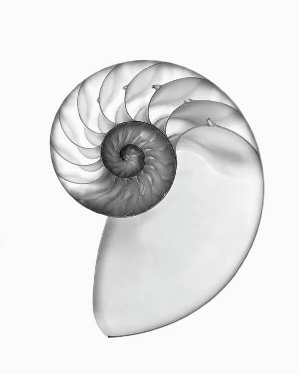 X Ray Of A Nautilus Shell Cross Section Poster By Mike Hill