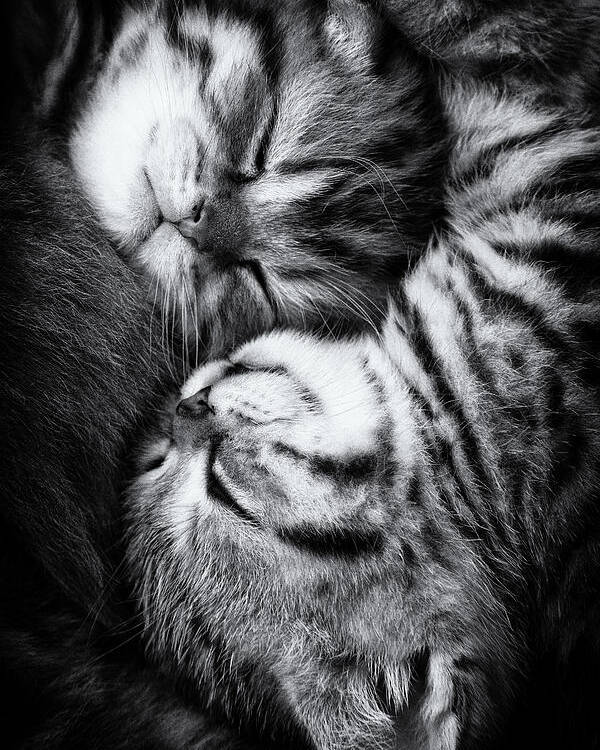 Cat Poster featuring the photograph Yin And Yang by Andrea Jancova