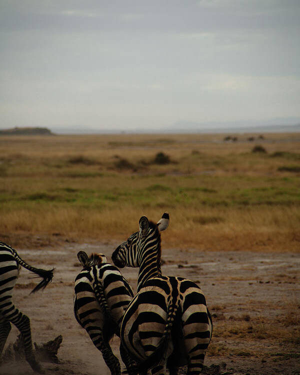 Zebras Running Away Poster By Christian Plochacki