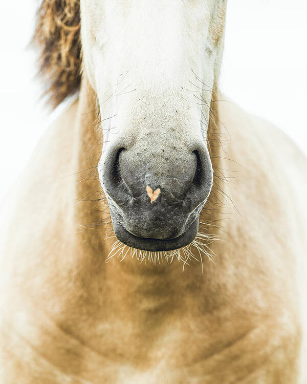 Horse Poster featuring the photograph My Heart - Horse Art by Lisa Saint