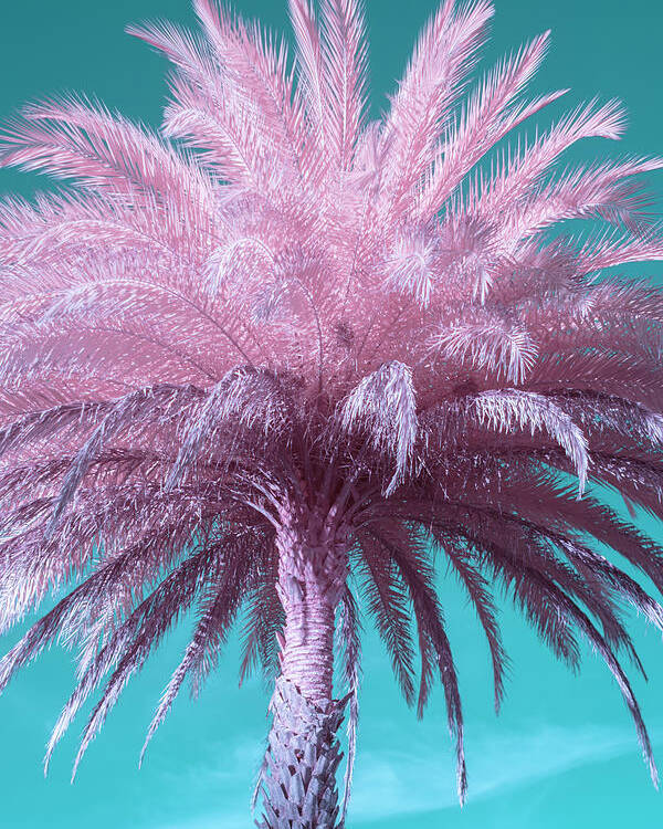 Palm Poster featuring the photograph Palm Tree by Carolyn Hutchins